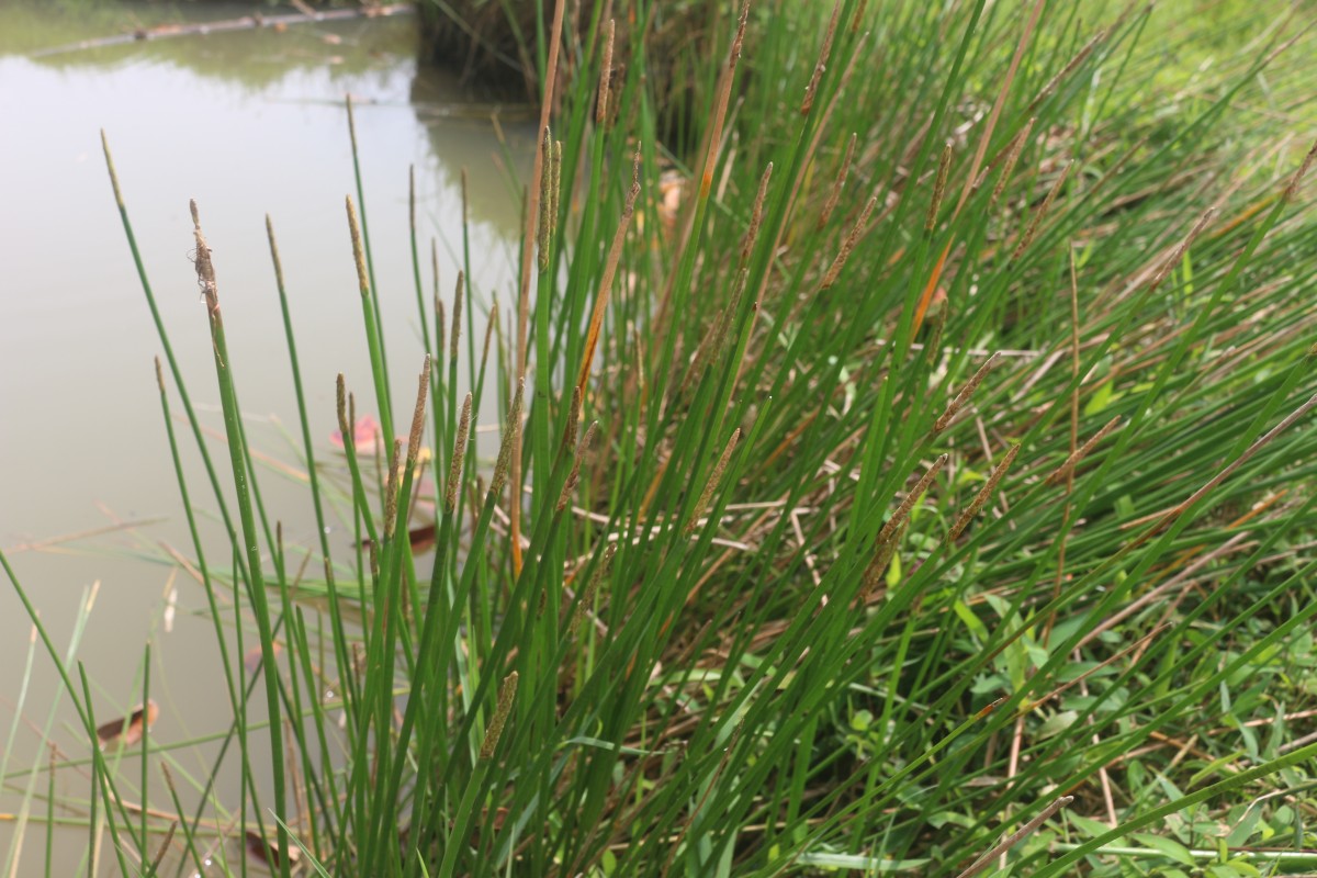 Eleocharis dulcis (Burm.f.) Trin. ex Hensch.